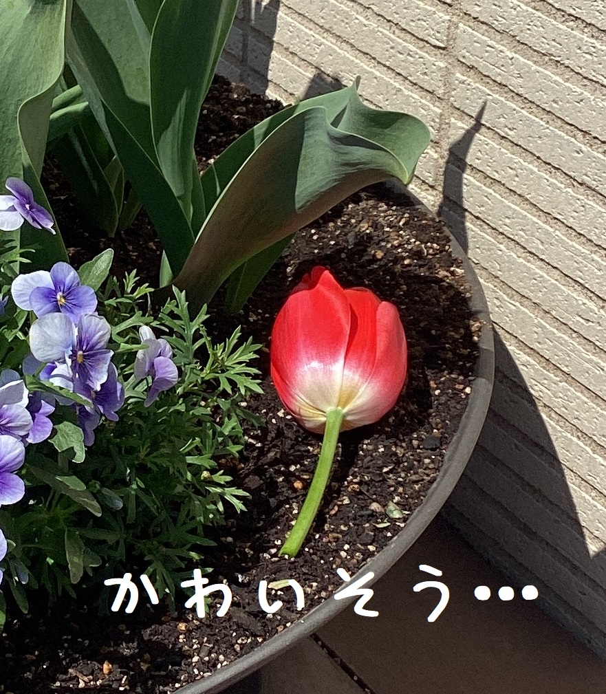 斬首