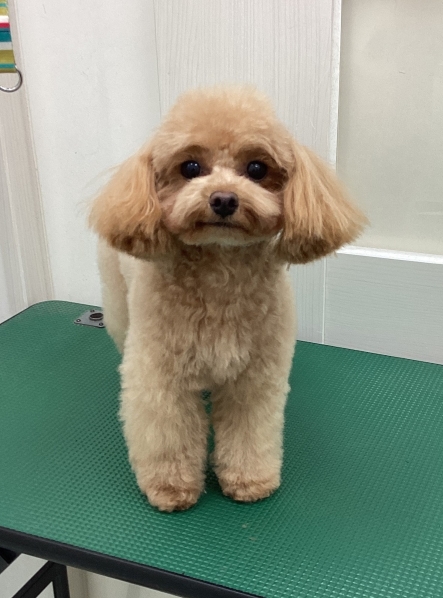 ココちゃん
