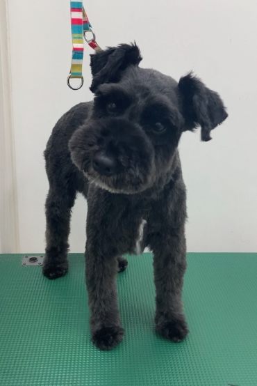 カールくん
