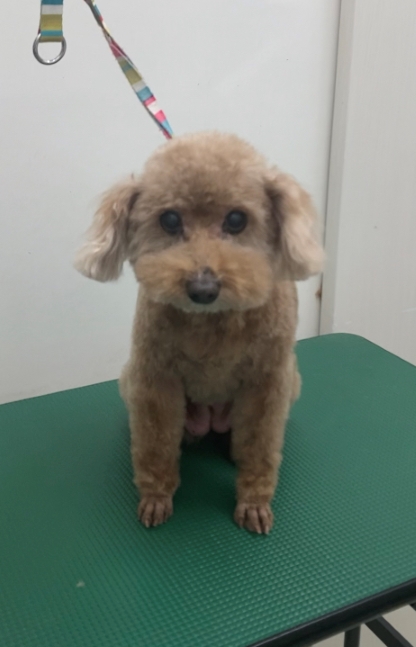 ニコちゃん