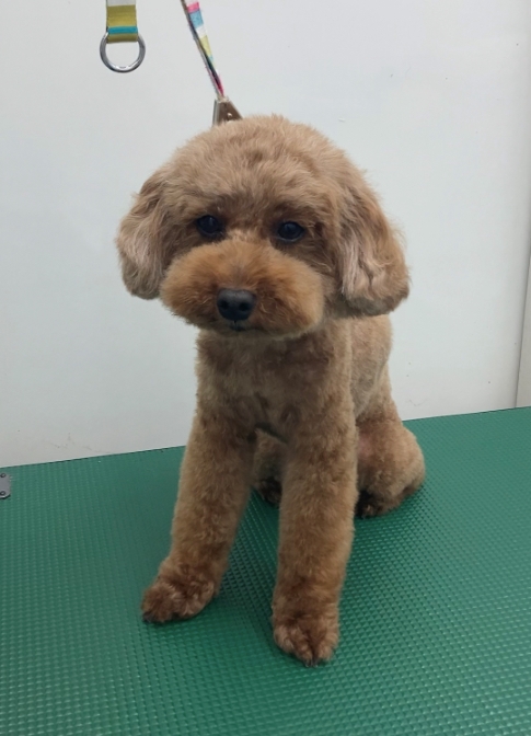 ココちゃん