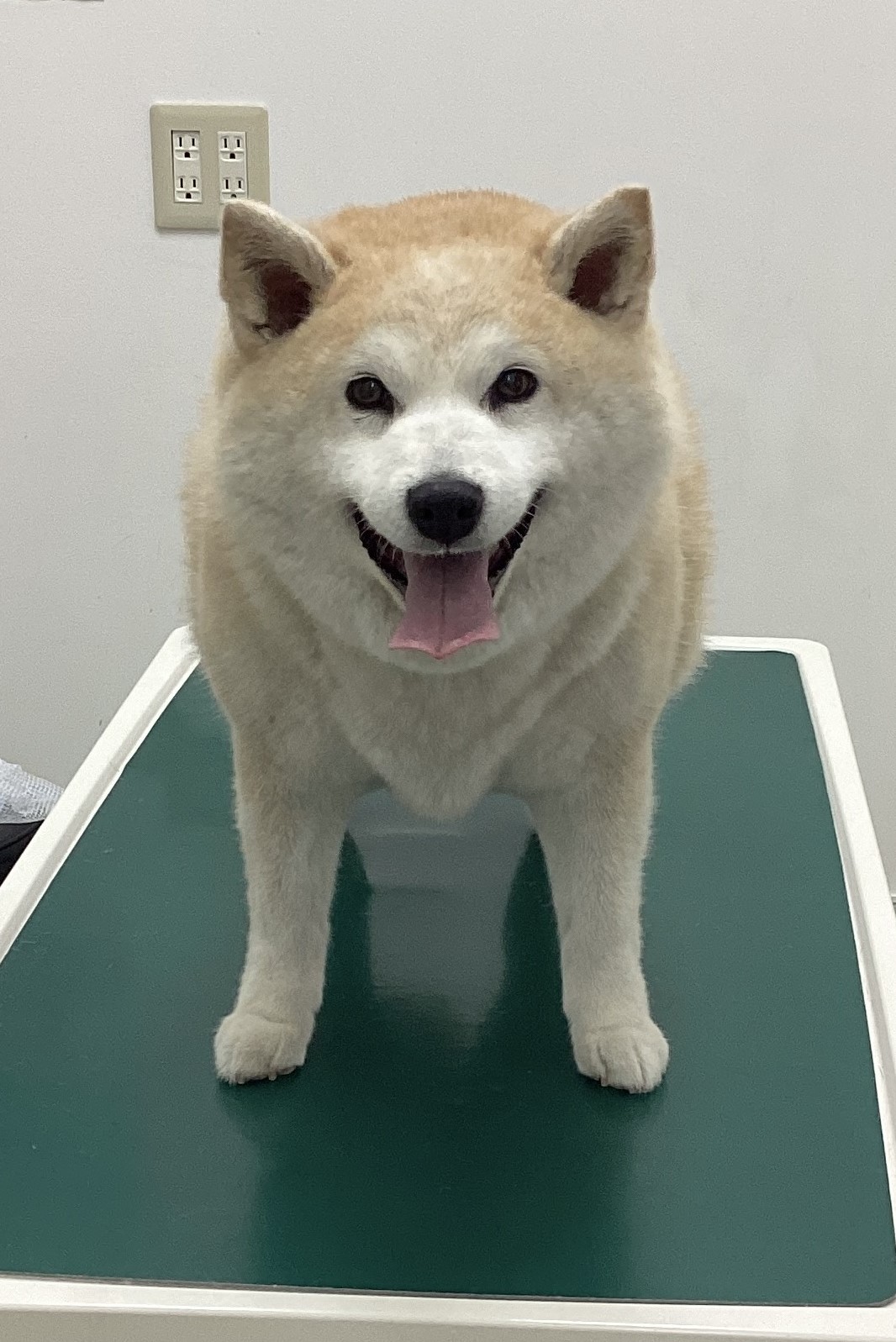 うめちゃん
