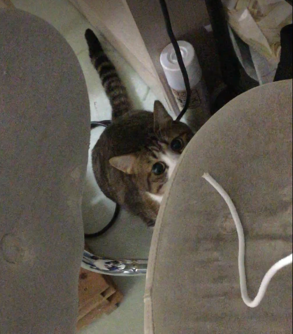 きゃわいい