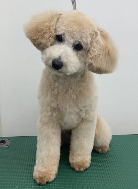 コロンちゃん