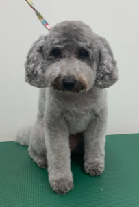 ふわりちゃん