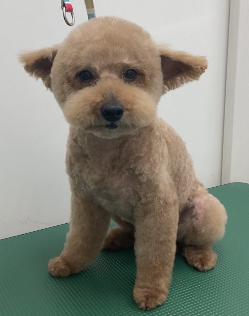 小麦くん