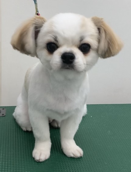 コタローくん