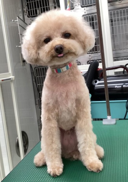 ピノくん