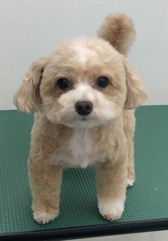 あんずちゃん