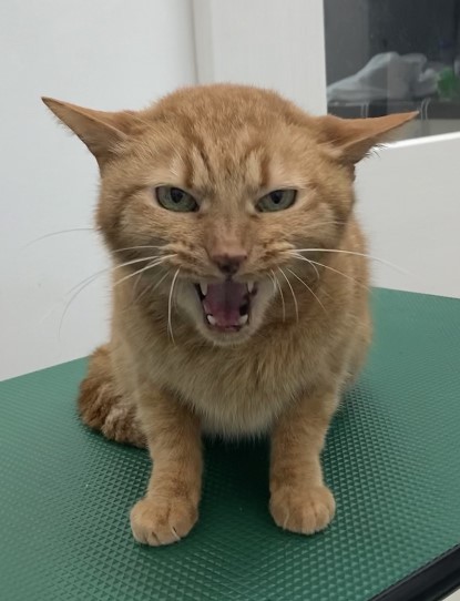 ちからくん