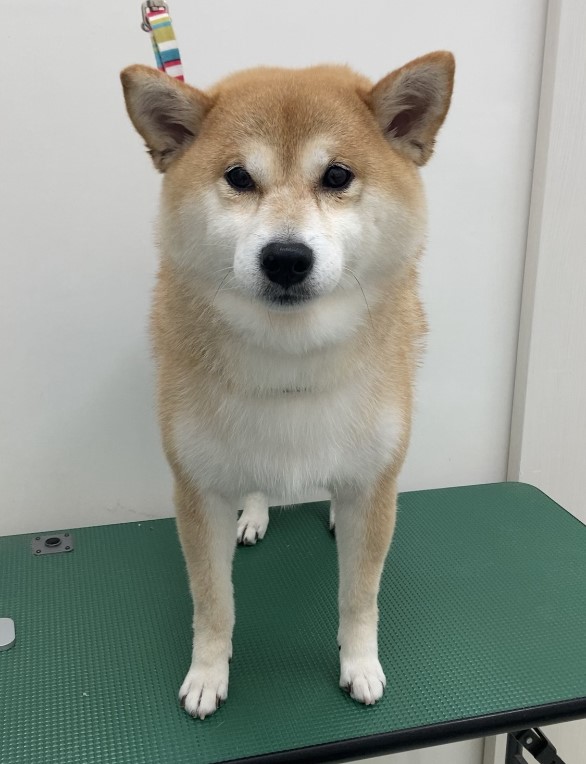 心愛ちゃん
