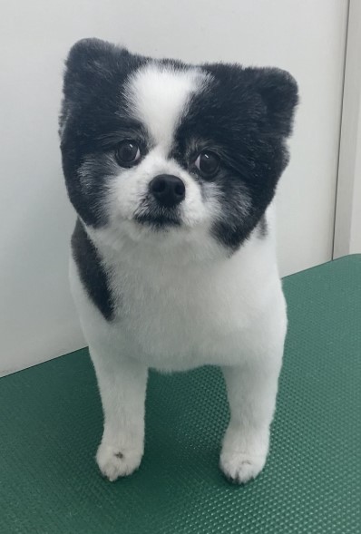 ころんちゃん