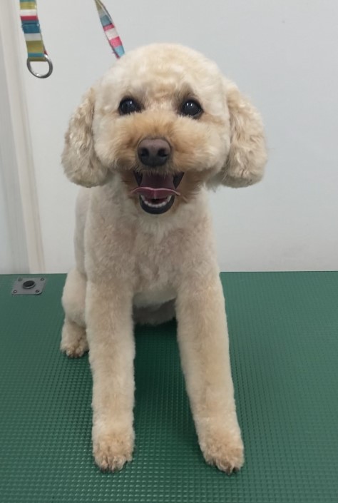 フィオちゃん