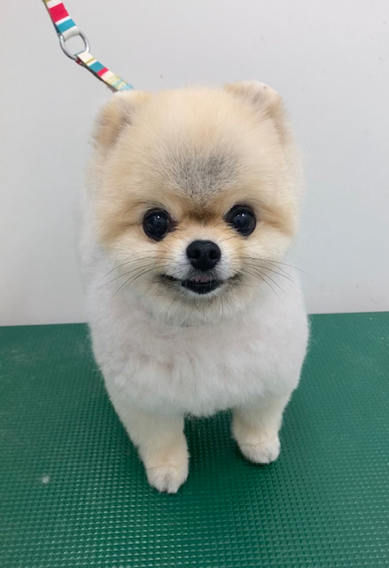 ショコラちゃん