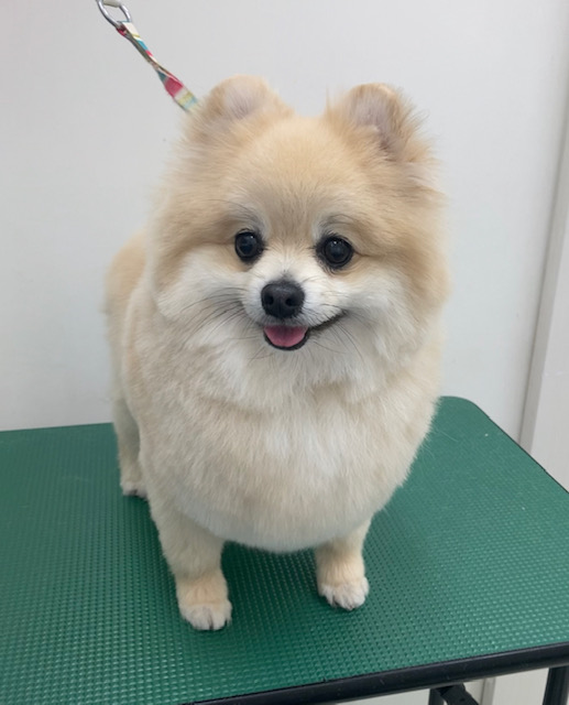 レオンくん