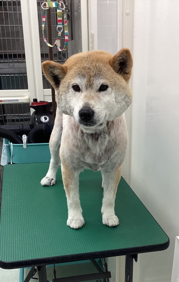 きなこちゃん
