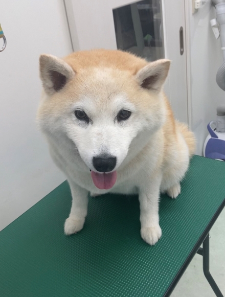 うめちゃん