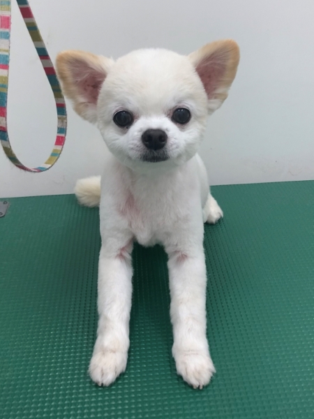 ノアくん
