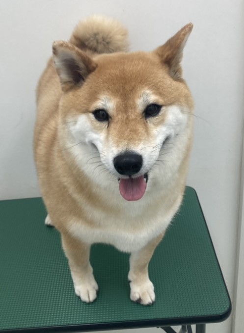 サニーちゃん