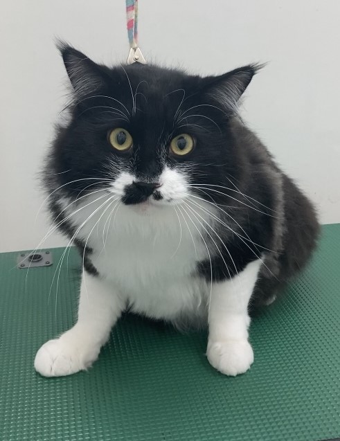 ほくとくん