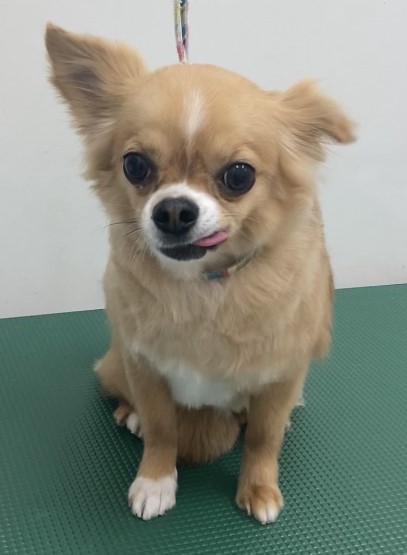 虎鉄くん