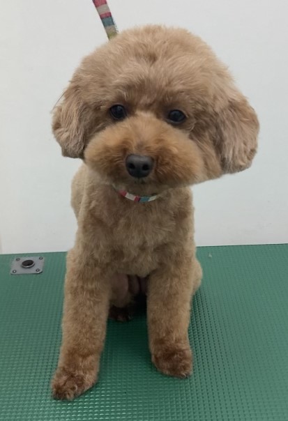 ココちゃん