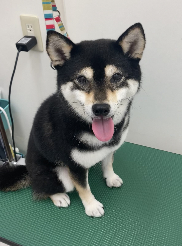 ハルちゃん