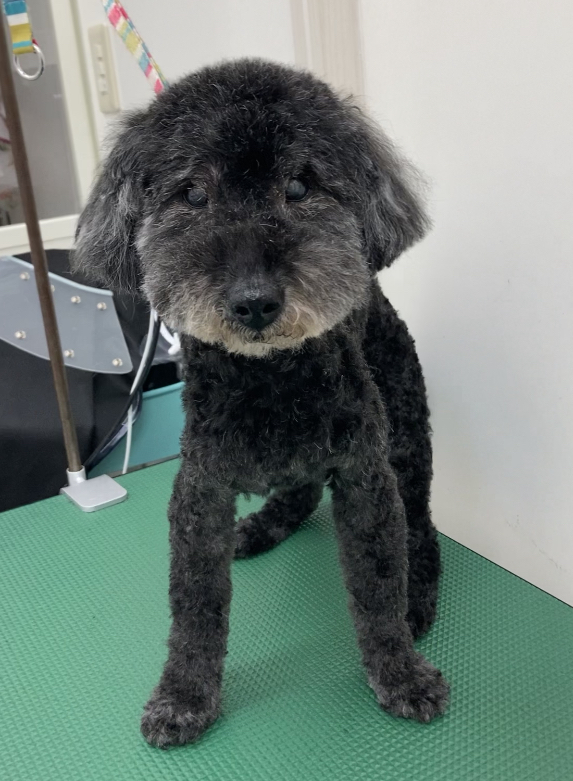 ルノくん
