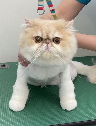なぎくん