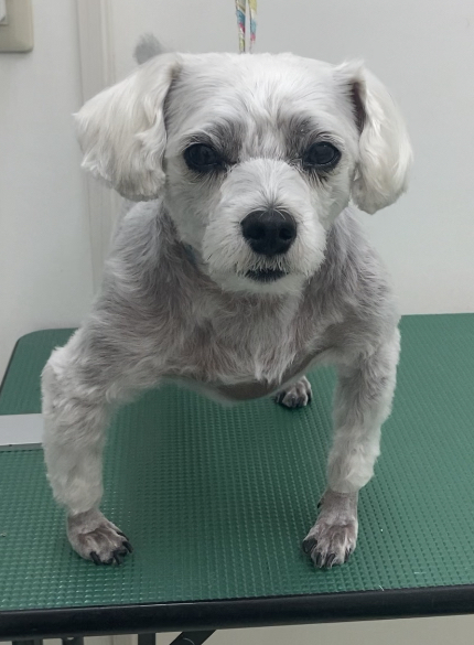 リンちゃん