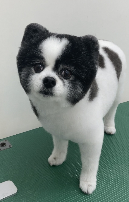 ころんちゃん