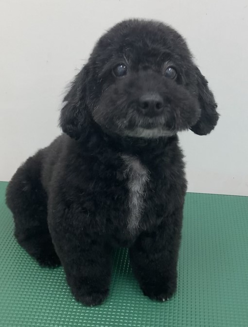 ハナちゃん