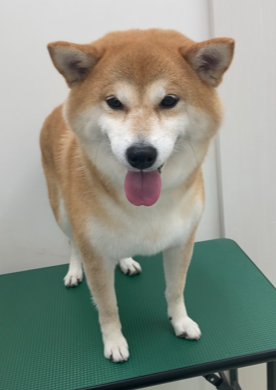 心愛ちゃん