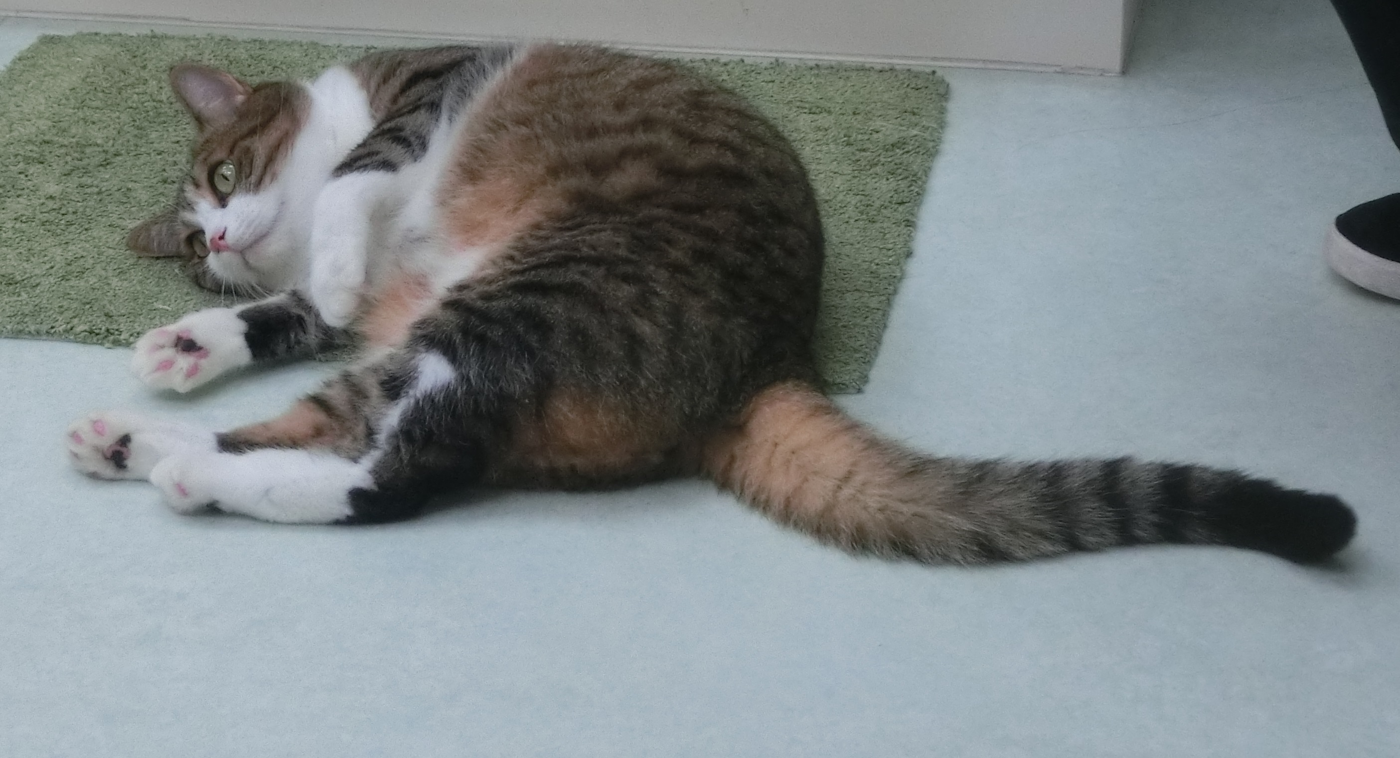 あぶらのん