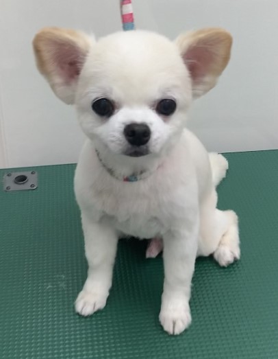 ノアくん