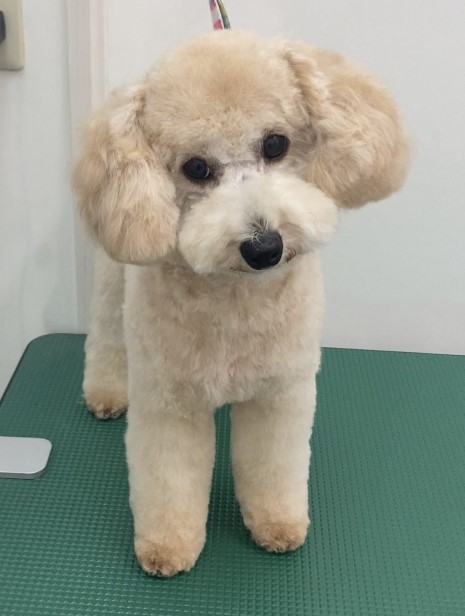 コロンちゃん