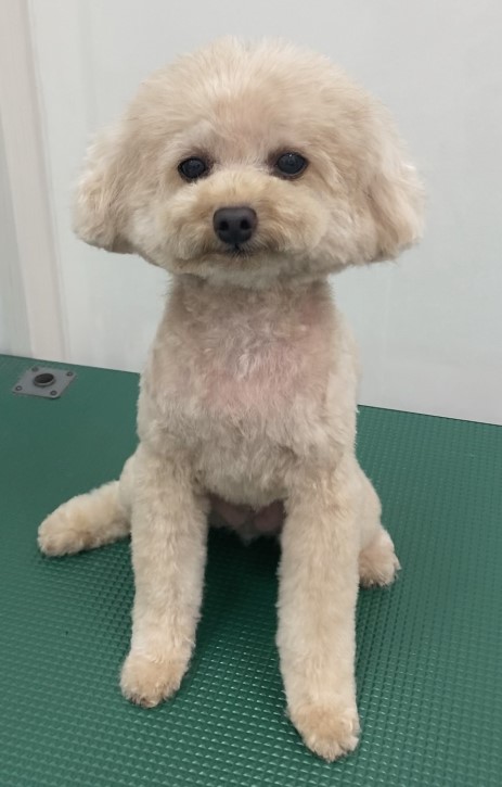 ピノくん