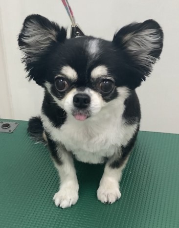 メルちゃん