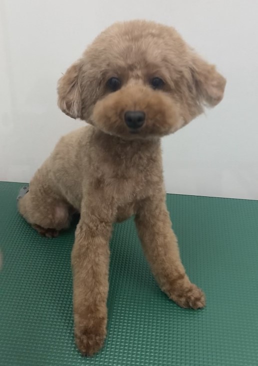 ココちゃん