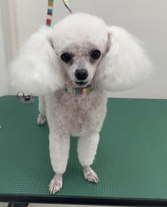 モコちゃん