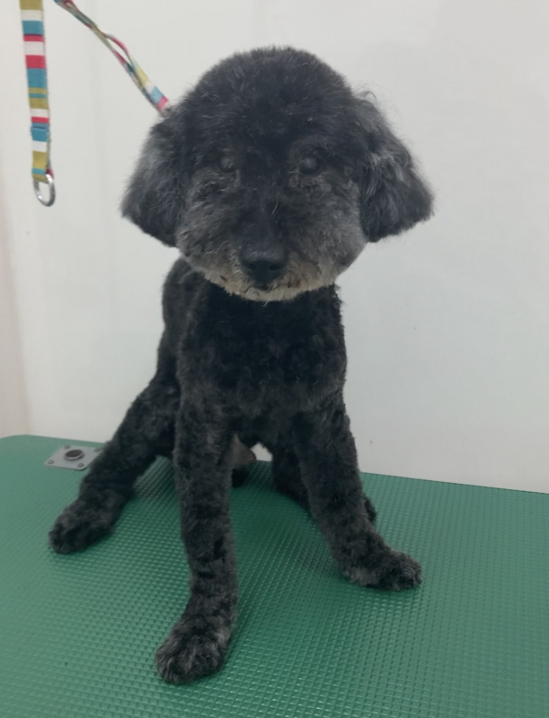 ルノくん