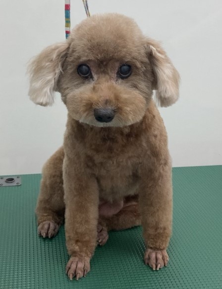 ニコちゃん