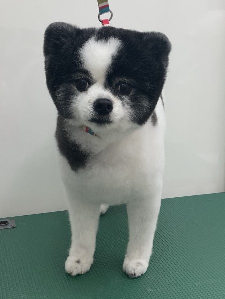 ころんちゃん