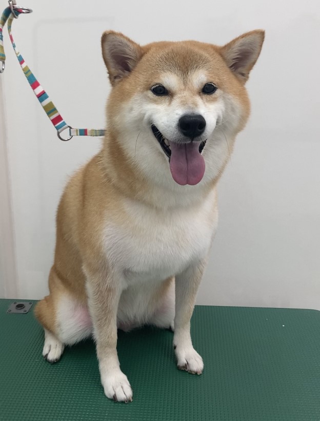 心愛ちゃん