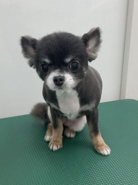 チロルちゃん