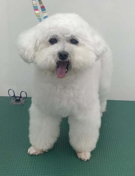 レモちゃん