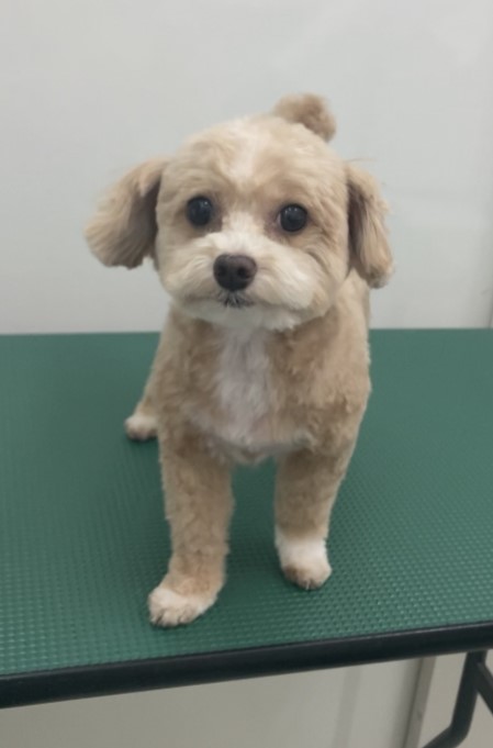 あんずちゃん