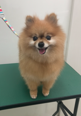 テラちゃん