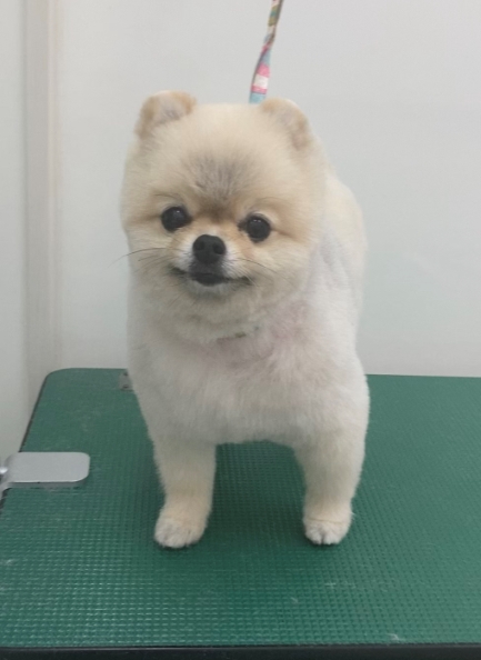 ショコラちゃん