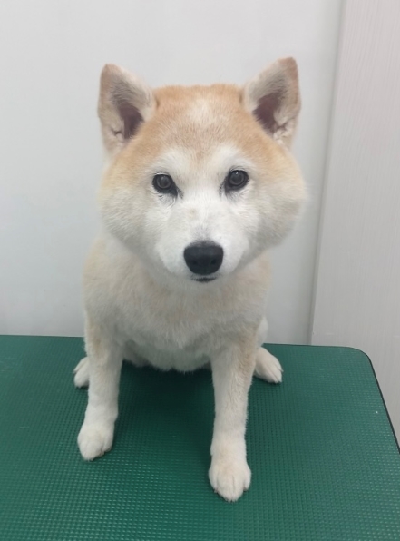 うめちゃん